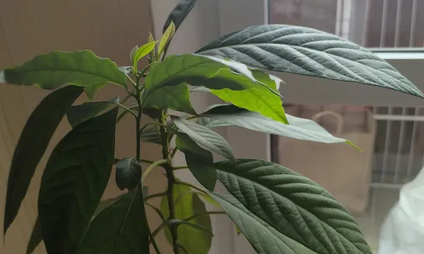 Цветок комнатный, авокадо Цветок комнатный, авокадо