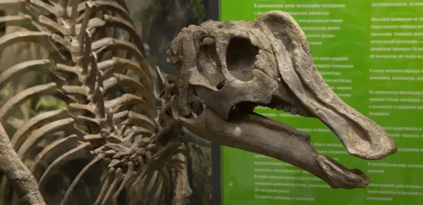 История геологического развития Сахалина и Курильских островов История геологического развития Сахалина и Курильских островов