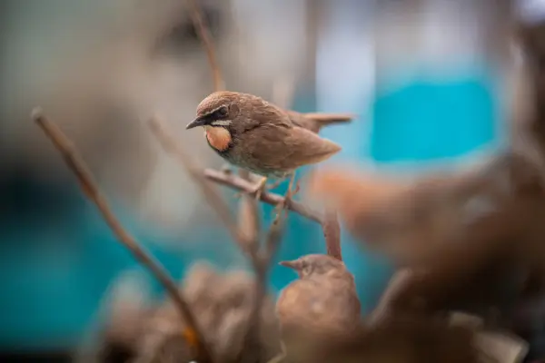 РАСТИТЕЛЬНЫЙ И ЖИВОТНЫЙ МИР САХАЛИНА И КУРИЛ РАСТИТЕЛЬНЫЙ И ЖИВОТНЫЙ МИР САХАЛИНА И КУРИЛ